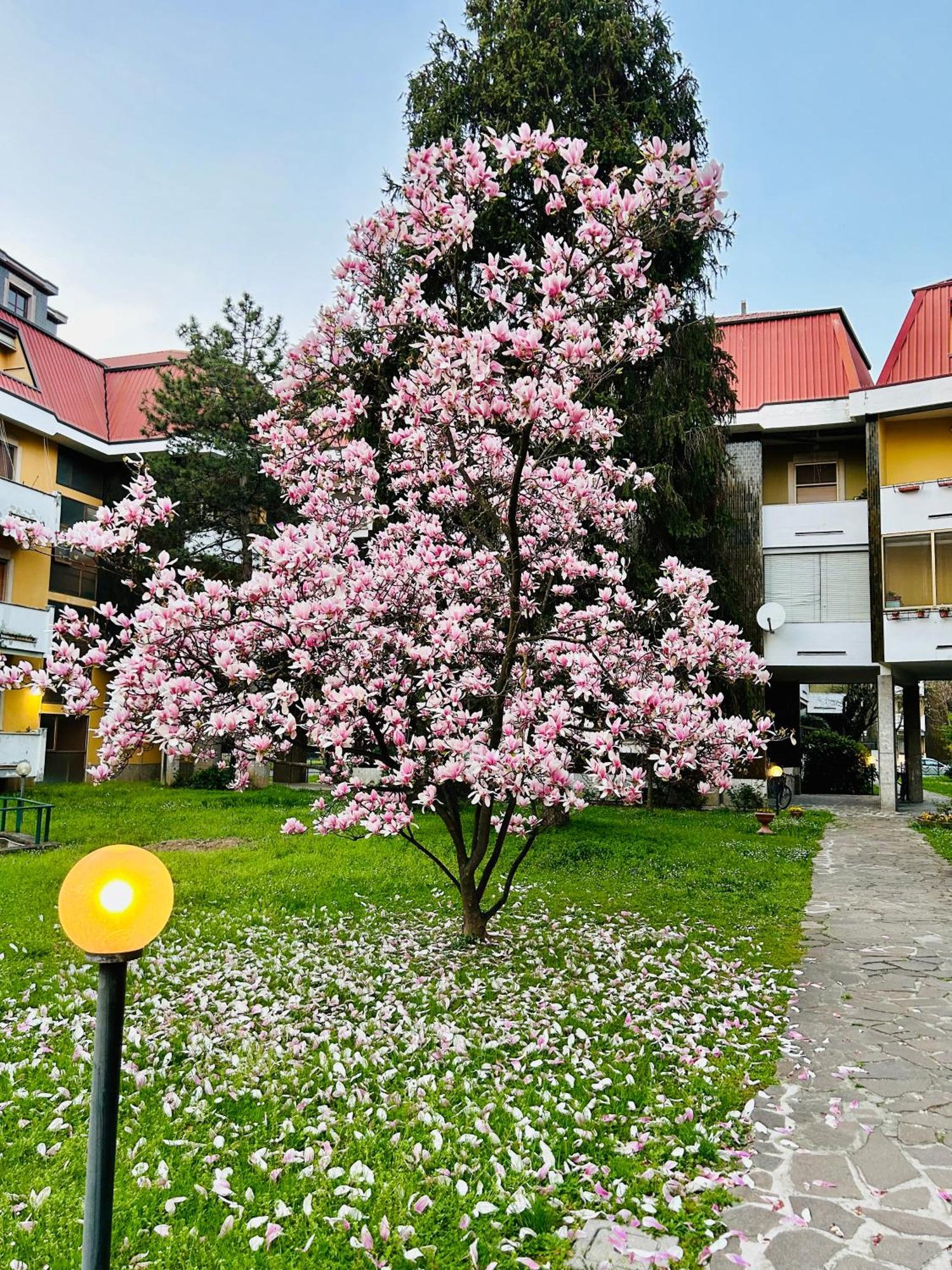 Il Contrabbasso Cremona Ngoại thất bức ảnh